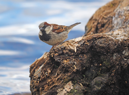 Sparrow on the lakeの写真素材