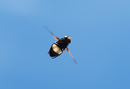 insect fly in flightの写真素材