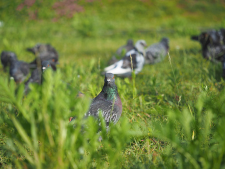 portrait of a doveの写真素材