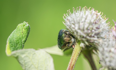 chafer insect on a flowerの写真素材