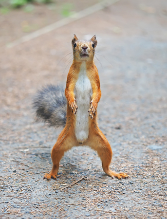 squirrel in the parkの写真素材