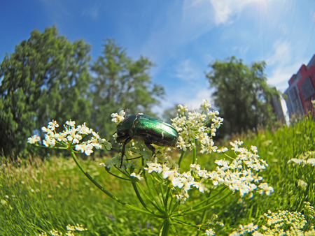 chafer insect on a flowerの写真素材