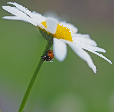 ladybug on a flower in the forestの写真素材