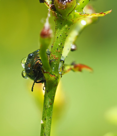 Beetles in droplets on a yellow flower