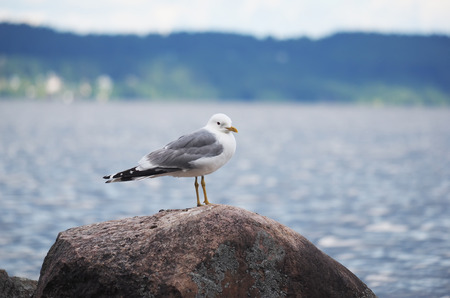 gulls on the lakeの写真素材