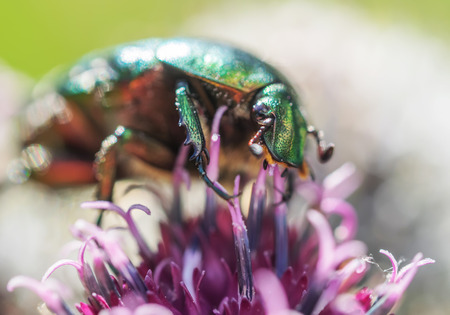 chafer insect on a flowerの写真素材