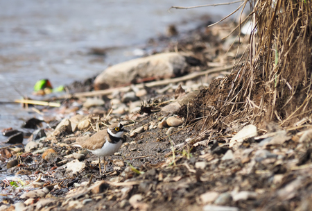 little ringed plover on the river bankの写真素材