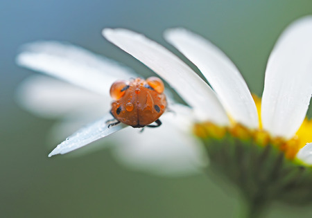 ladybug on a flower in the forestの写真素材
