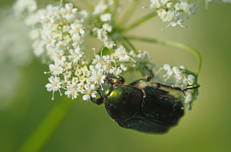 chafer insect on a flower
