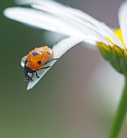 ladybug on a flower in the forestの写真素材