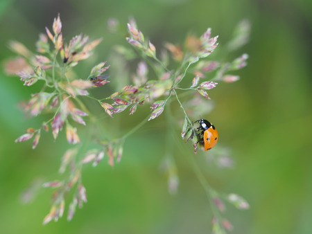 ladybug on a flower in the forestの写真素材