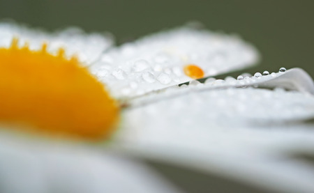 drops on daisy petalsの写真素材