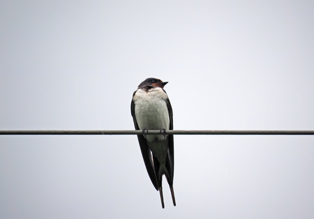 Swallow on a wireの写真素材