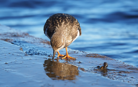 Sandpiper Turnstone on the lakeの写真素材