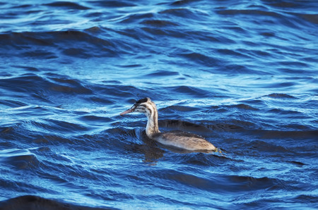 great crested grebe in the waterの写真素材