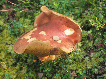 large white mushroom in the forest