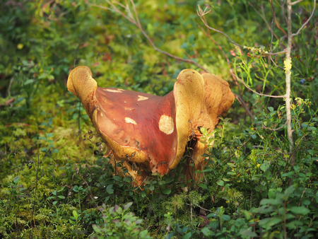 large white mushroom in the forest
