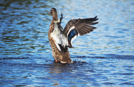 Duck on the riverの写真素材