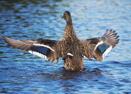 Duck on the riverの写真素材