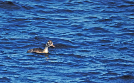 great crested grebe in the waterの写真素材