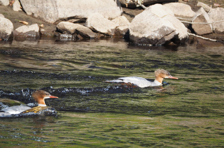 Duck on the riverの写真素材