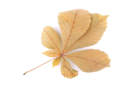 dry leaves of chestnut on a white backgroundの写真素材