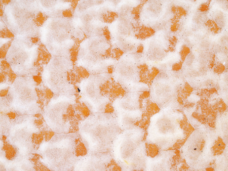 honey closeup