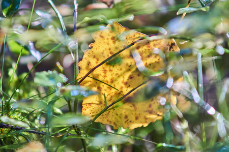 yellow leaves on the grass