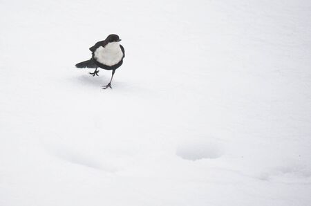 Dipper on the river in winterの写真素材