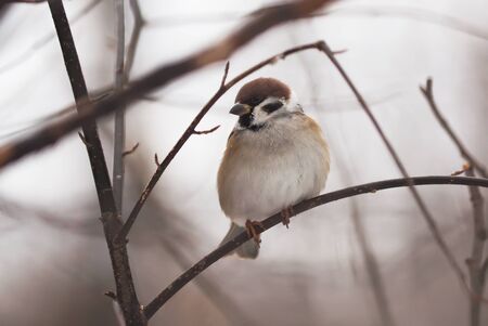 sparrow in the woodsの写真素材