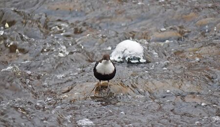 Dipper on the river in winterの写真素材