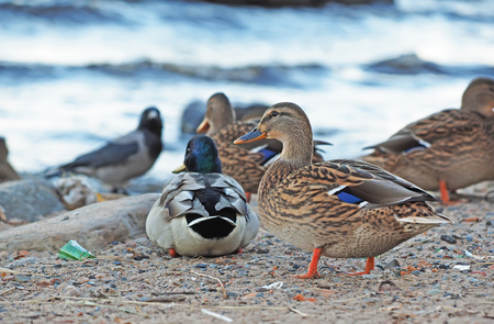 duck on the lakeの写真素材