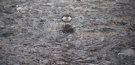 Dipper on the river in winter