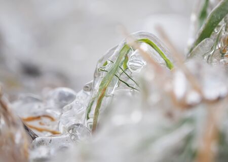 Grass in the ice on the lakeの写真素材