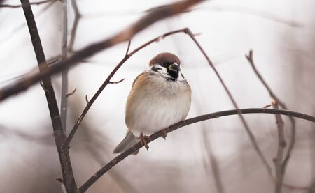 sparrow in the woodsの写真素材