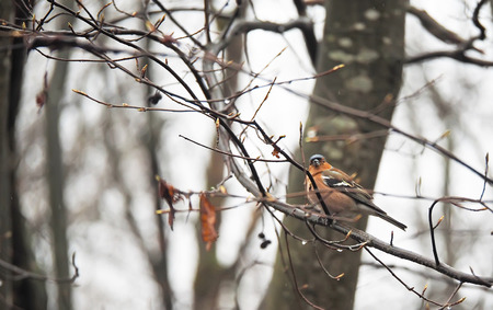 Finch on a treeの写真素材
