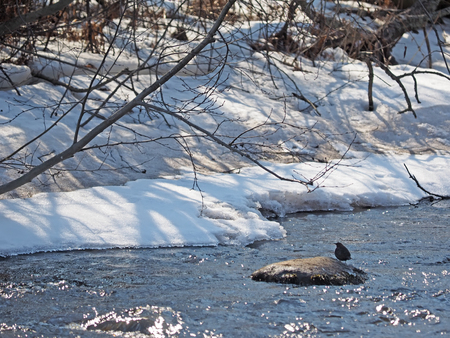 Dipper on the river bank