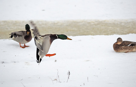 duck in flightの写真素材