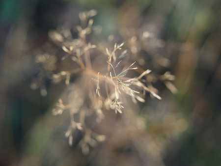 dry grass