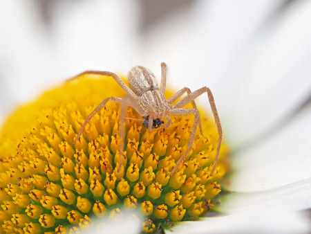 spider eating a fly on a camomileの写真素材