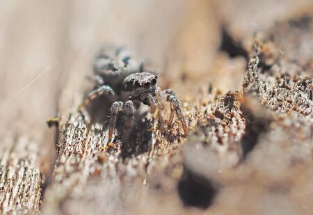 Spider in the woodsの写真素材