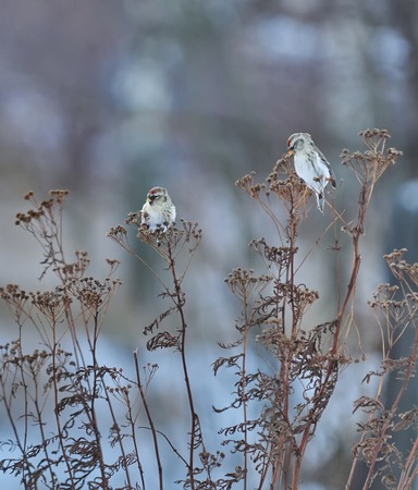 Bird Carduelis flammea on the dry grass in winterの写真素材