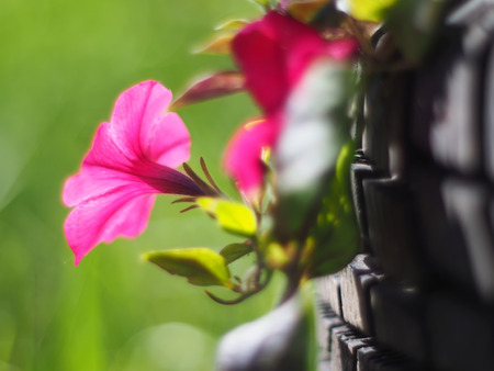 pink petuniaの写真素材