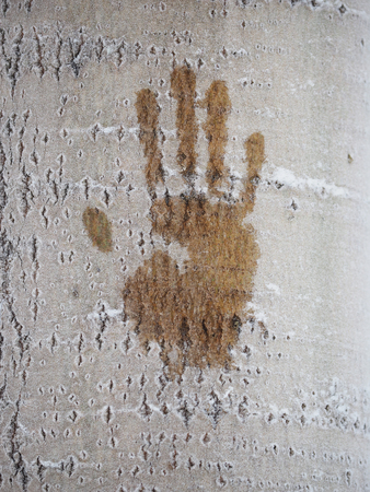 trail icy hands on a tree trunkの写真素材