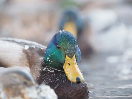 duck on the lake in the coldの写真素材