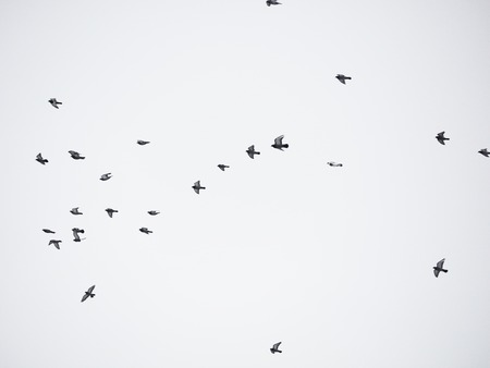 doves in flightの写真素材