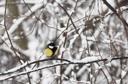 great tit in the forestの写真素材
