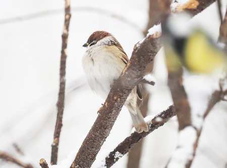 sparrow in the woodsの写真素材