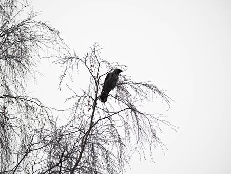 crow on a tree
