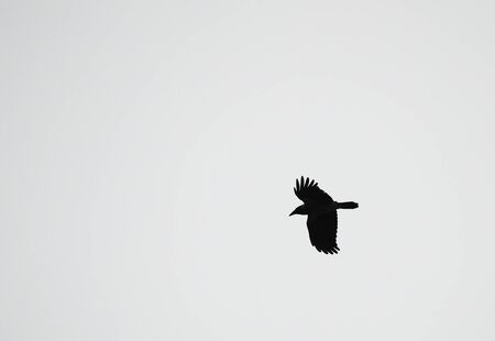 crow in flightの写真素材
